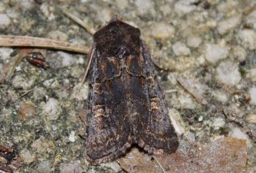 Réf. 216 018 : Tholera cespitis